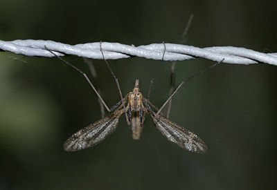 Close-up of spider