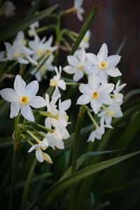 Close-up of white flowers blooming outdoors