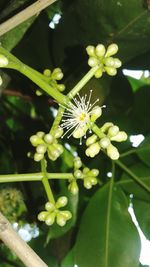 Close-up of butterfly on plant