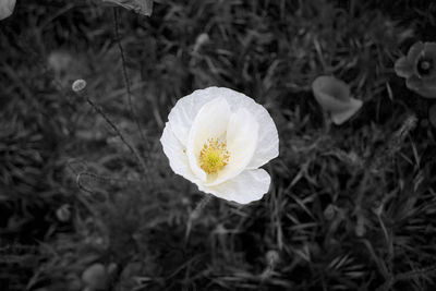 Close-up of white rose flower on field