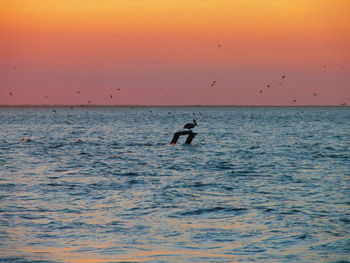 Silhouette bird flying over sea against sky during sunset