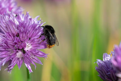 Close-up of bee pollinating on purple flower