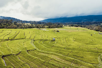 Scenic view of agricultural field against sky