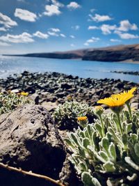 Close-up of yellow flowering plants by sea against sky