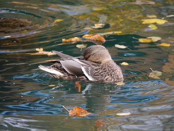 Duck swimming in lake