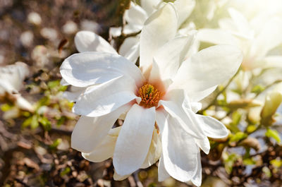 Close-up of white flowering plant