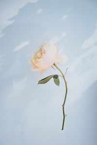 Close-up of white rose on plant