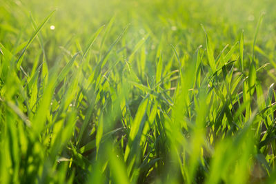 Close-up of wheat field