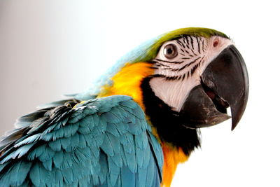 Close-up of a parrot