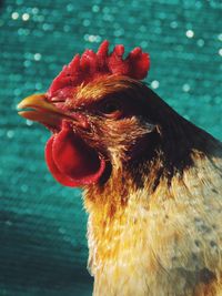 Close-up of a bird