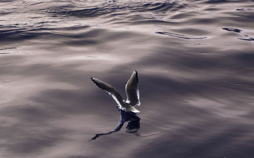Bird flying over lake