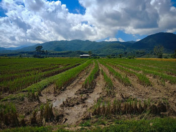 Scenic view of agricultural field against sky