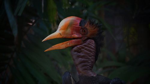 Close-up of a helmeted horbill bird