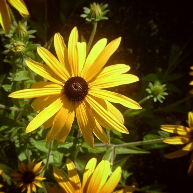 flower, petal, yellow, freshness, flower head, fragility, growth, blooming, pollen, beauty in nature, plant, close-up, focus on foreground, nature, single flower, one animal, in bloom, outdoors, day, insect