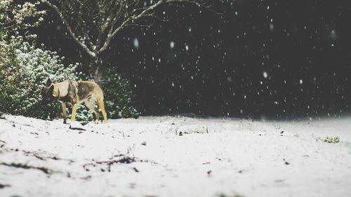 Dog on snow covered tree