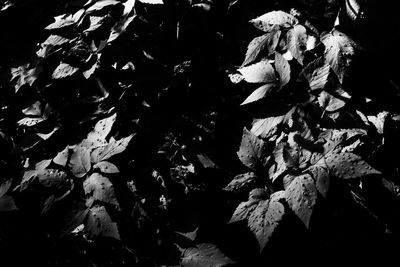 Full frame shot of leaves