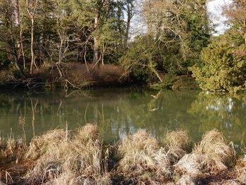 Reflection of trees in water