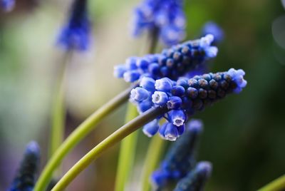 Close-up of purple flowering plant