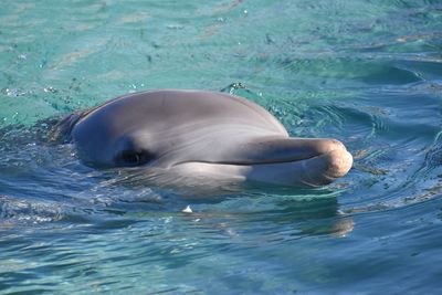 High angle view of swimming in sea