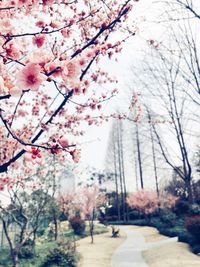 Pink cherry blossoms on tree