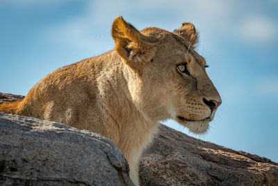 Big cat on rock against sky