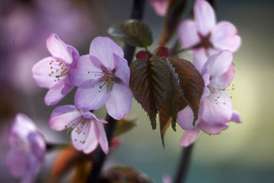 Close-up of pink cherry blossoms