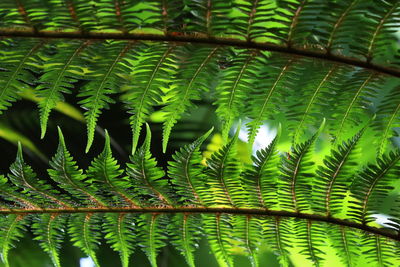 Close-up of green fern leaves