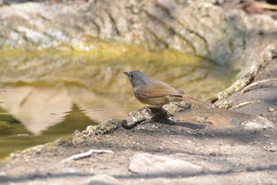 Close-up of bird perching on rock
