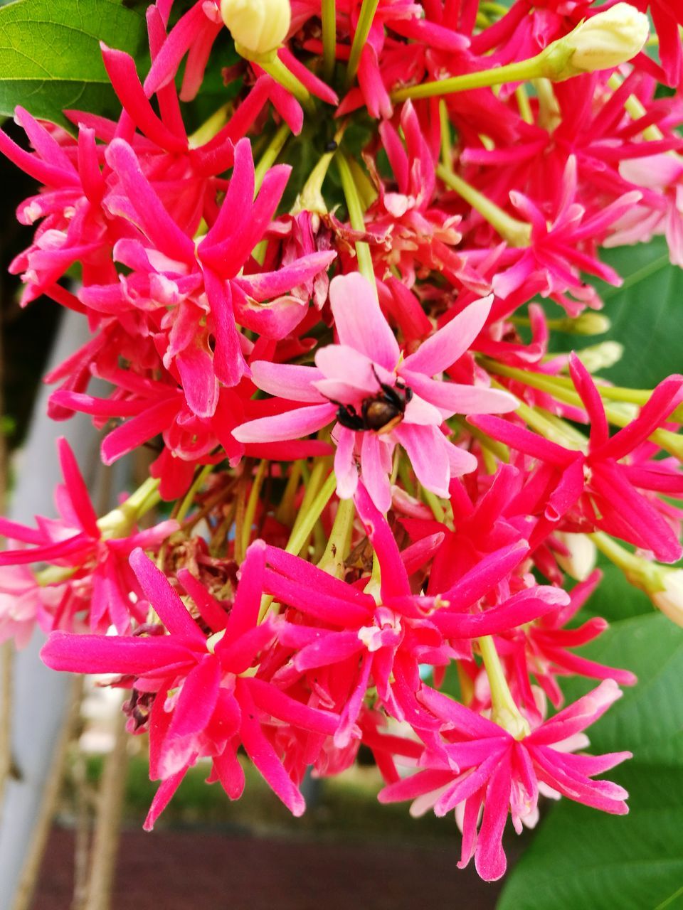 CLOSE-UP OF PINK FLOWERS IN PARK