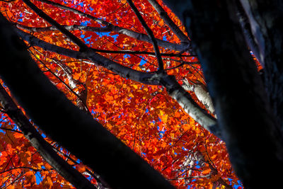 Low angle view of tree during autumn