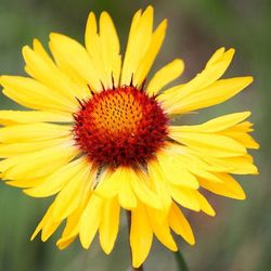 Close-up of sunflower