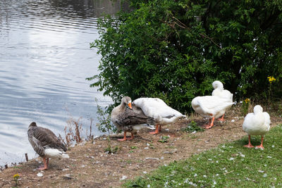 Flock of birds on lakeshore