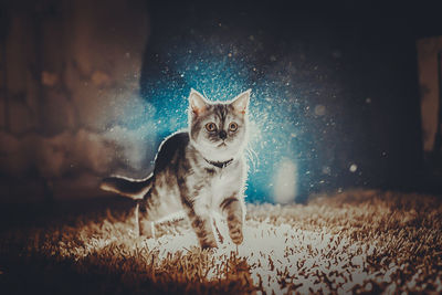 Portrait of cat sitting on rug