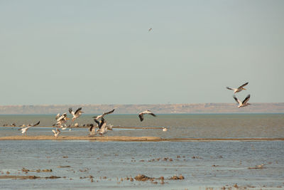 Seagulls flying over beach against sky