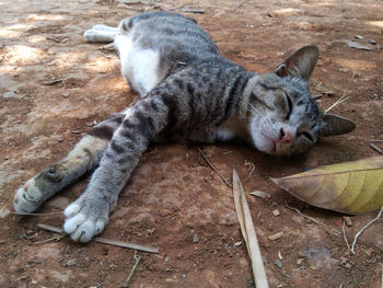 High angle view of cat resting