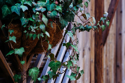 Close-up of ivy on tree