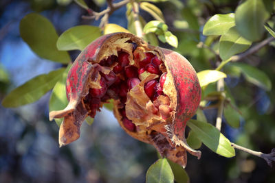 Close-up of wilted plant