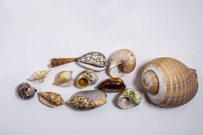 High angle view of shells