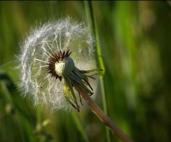 Close-up of dandelion flower
