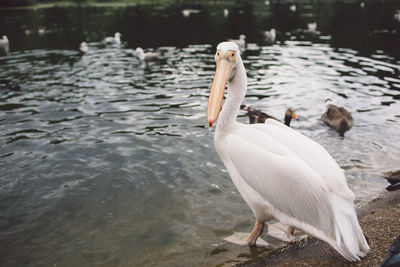 Pelican on lakeshore