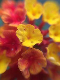 Close-up of yellow flowers blooming outdoors