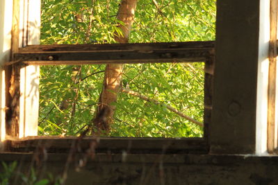 Trees growing in the dark