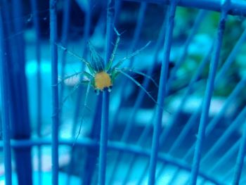 Close-up of spider on metal grate