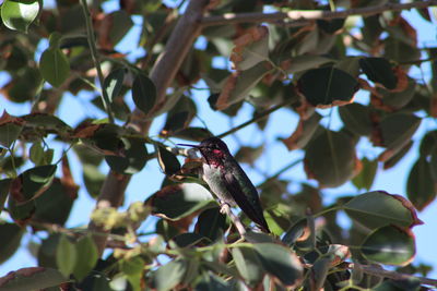 Low angle view of bird perching on tree