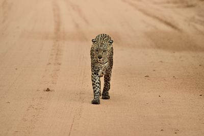 animal