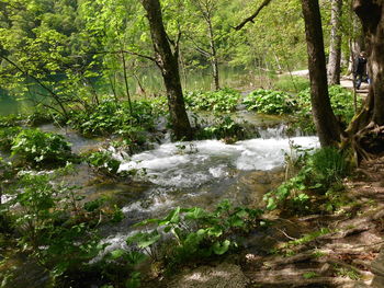 River flowing through forest