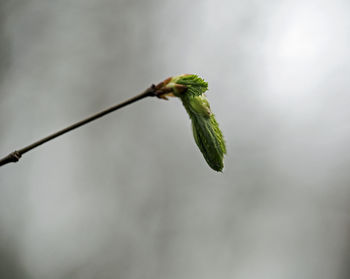 Close-up of green leaf on twig