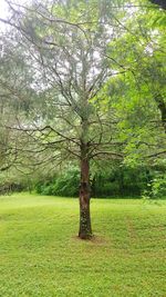 Trees on landscape