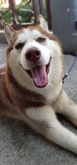 Close-up portrait of a dog