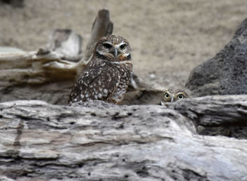 Logs with a cute pair of burrowing owls.